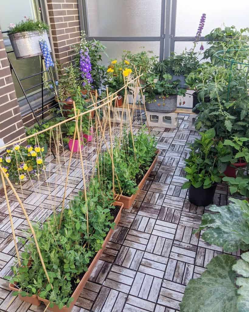 Balcony vegetable garden with potted plants