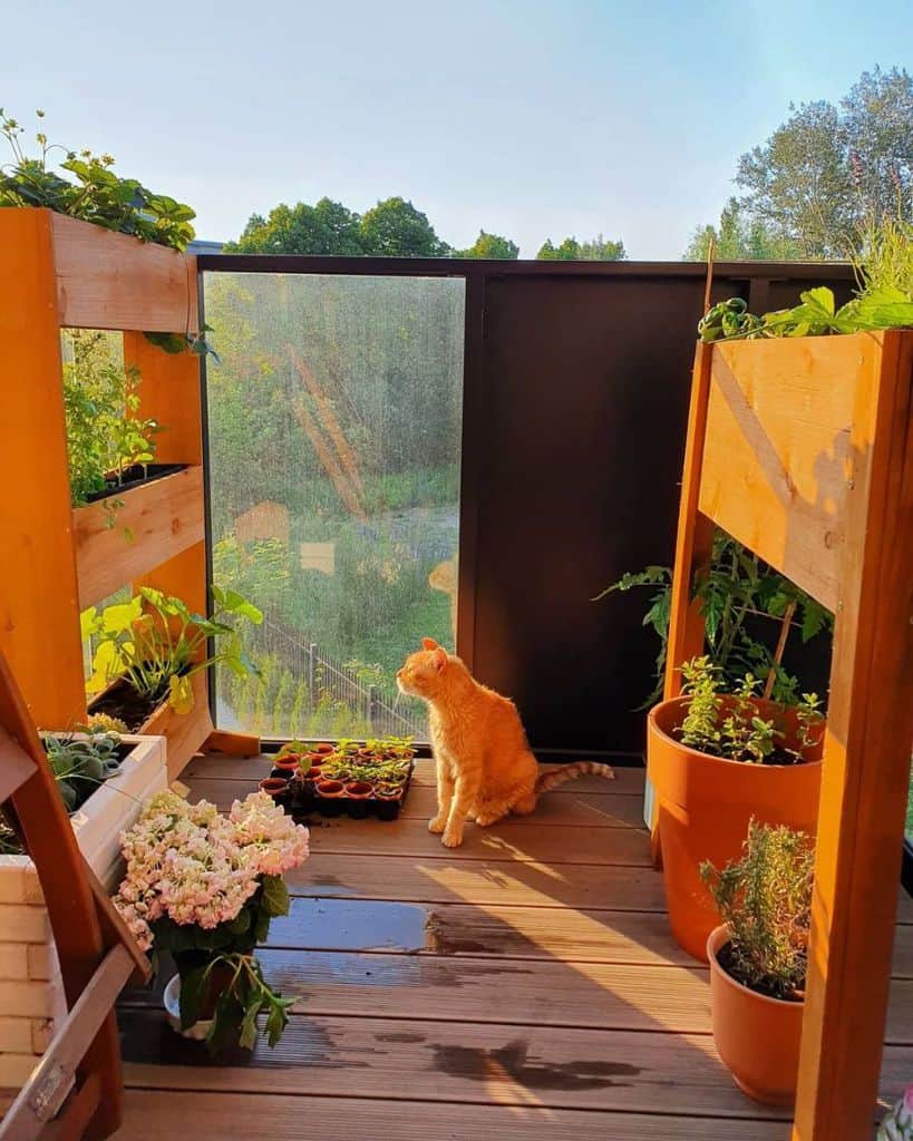 Balcony vegetable garden with cat