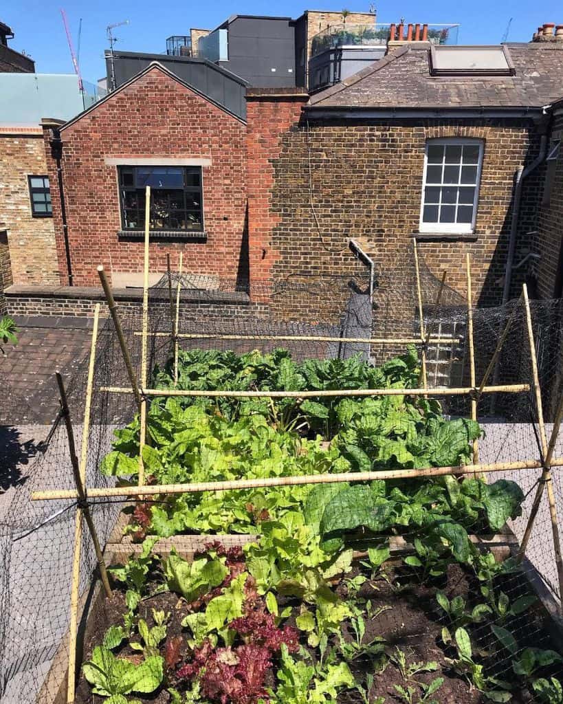 Vegetable garden on the roof