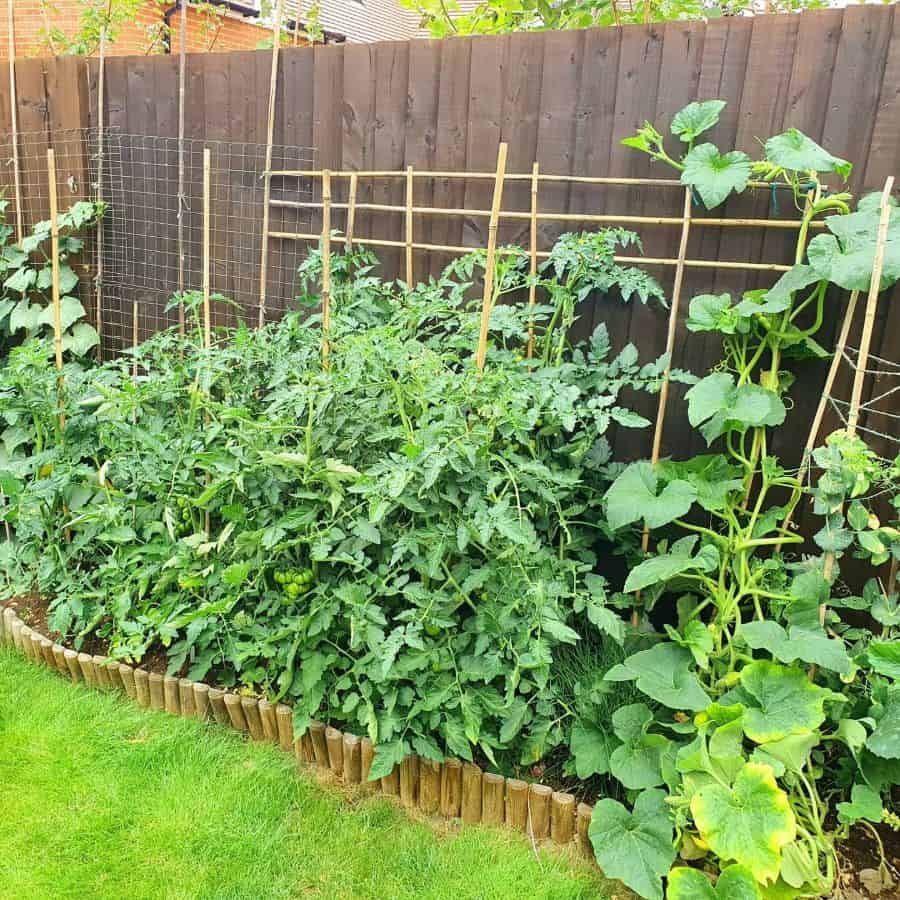 Vegetable garden in the side yard