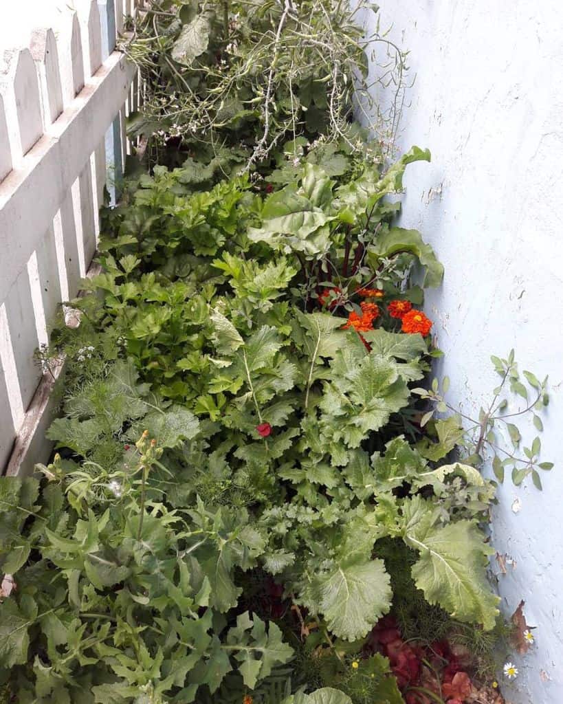 Narrow vegetable garden in the side yard 