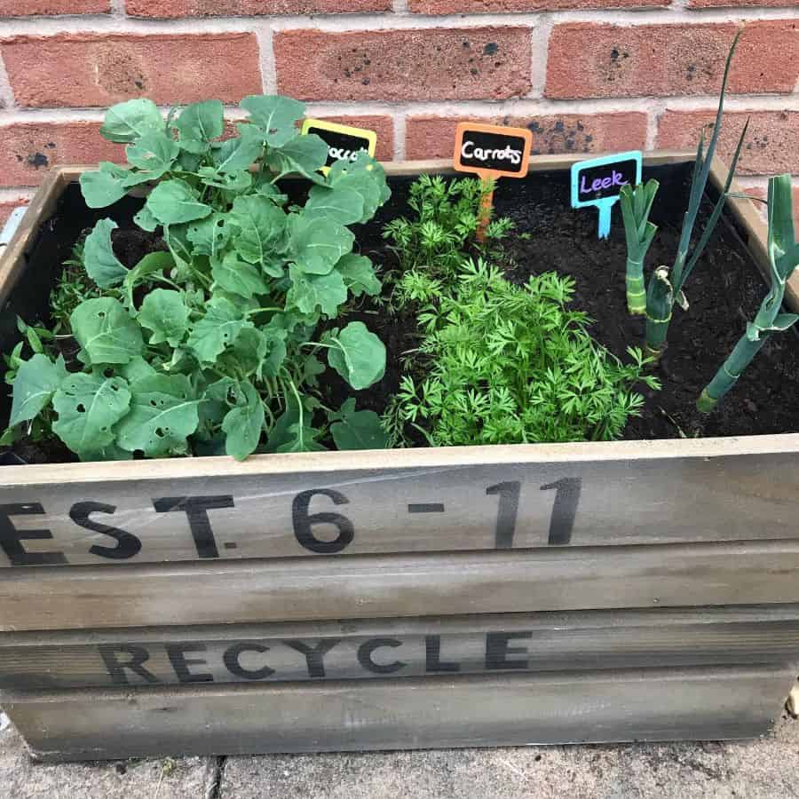 small planter for vegetable patch, vegetable garden