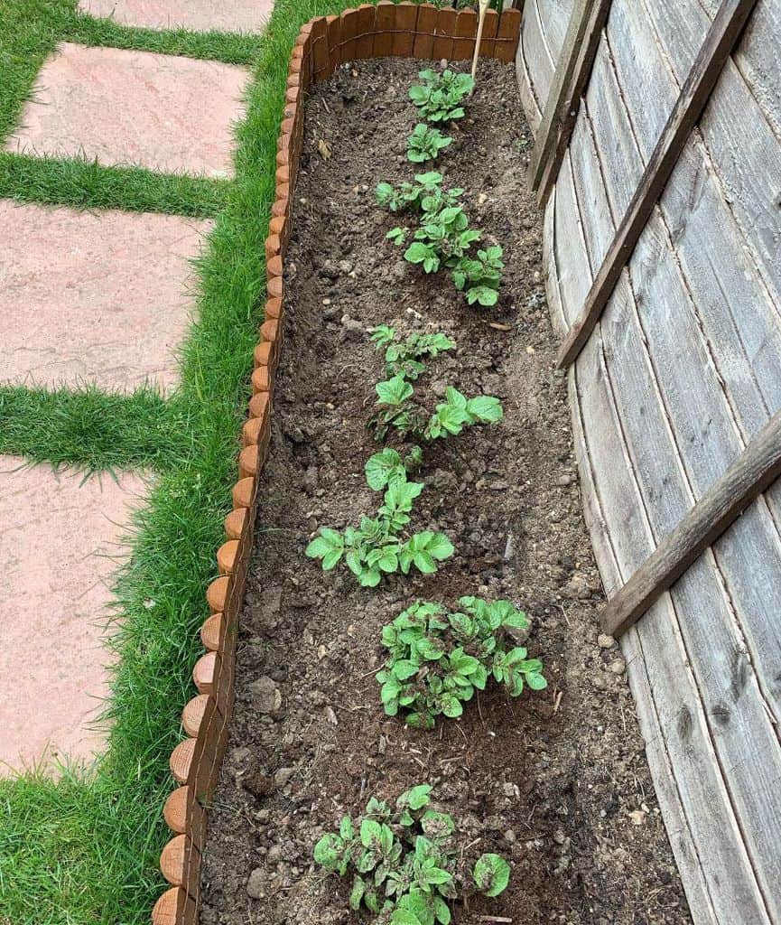 narrow vegetable garden 