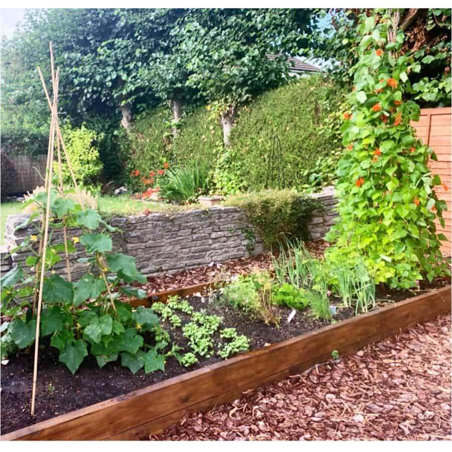 small vegetable patch vegetable garden 