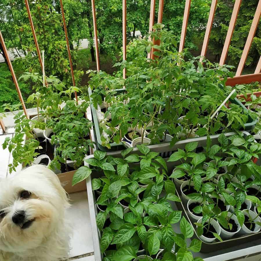 Vegetable garden on the balcony