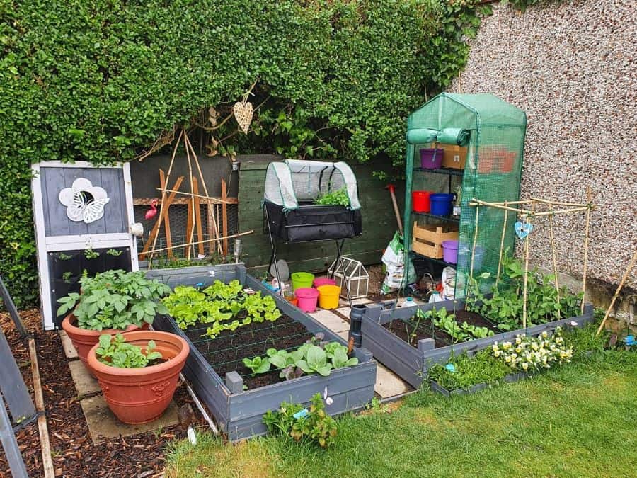 small vegetable patch in the backyard 