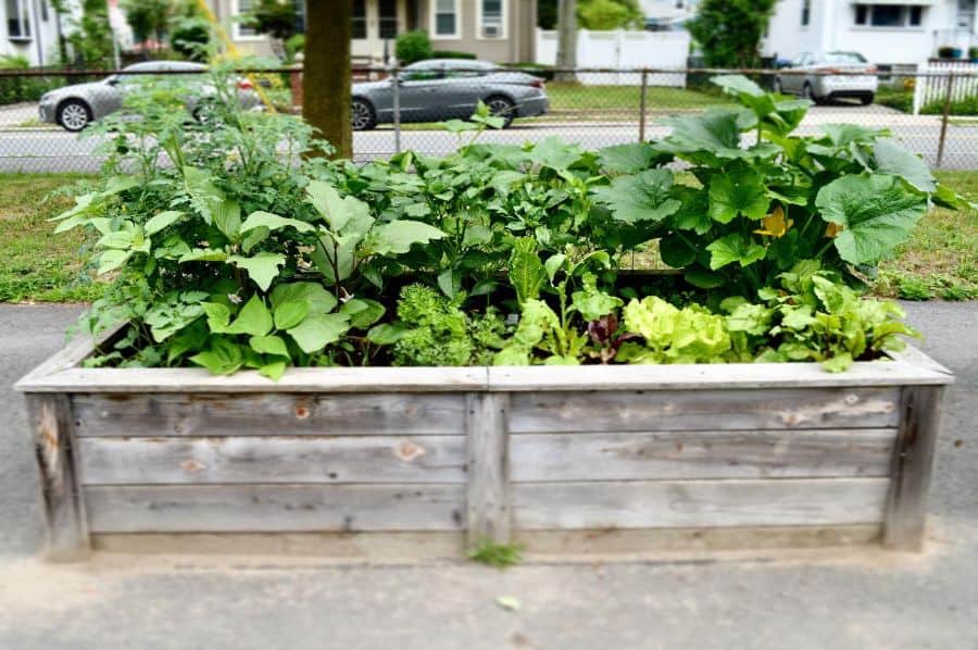 Small wooden planter box for the vegetable bed garden