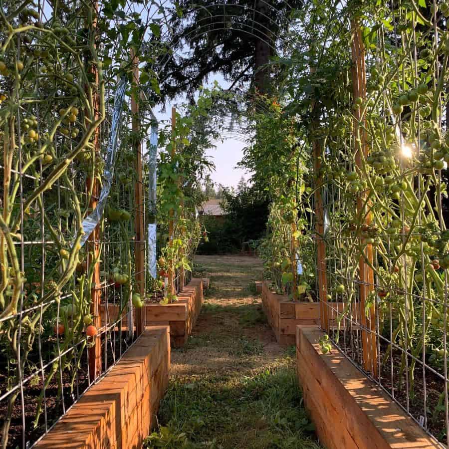 Espalier vegetable garden