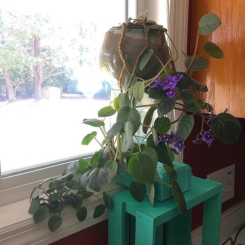 Trailing African Violet