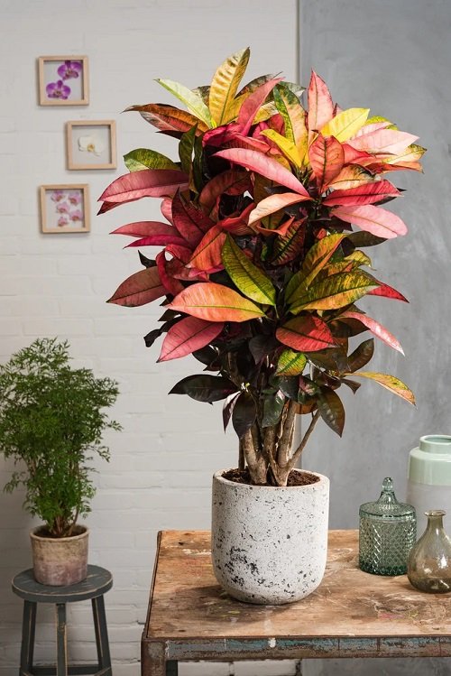 Seasonal houseplants 9