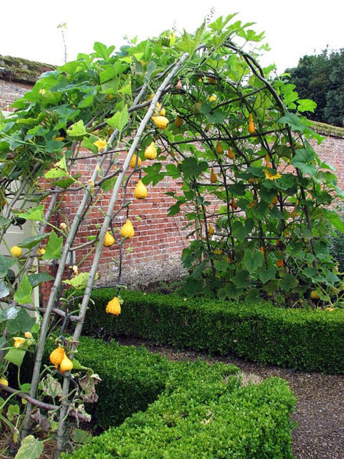 Adorable ideas for arched trellises