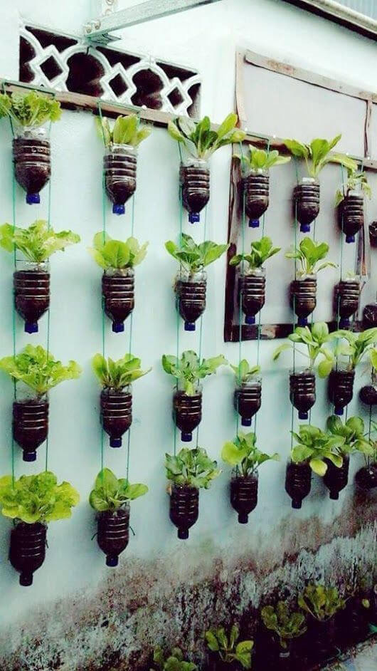 Reuse plastic bottles for gardening