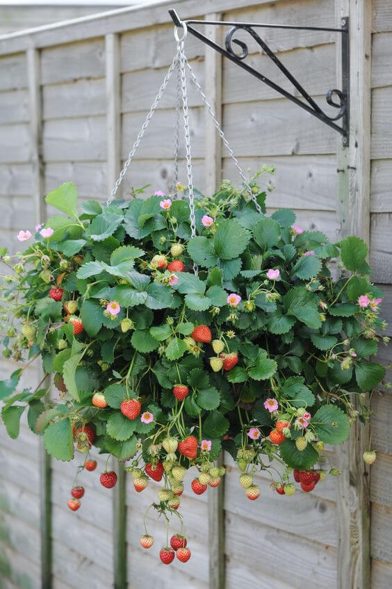Strawberry planter to hang on the fence