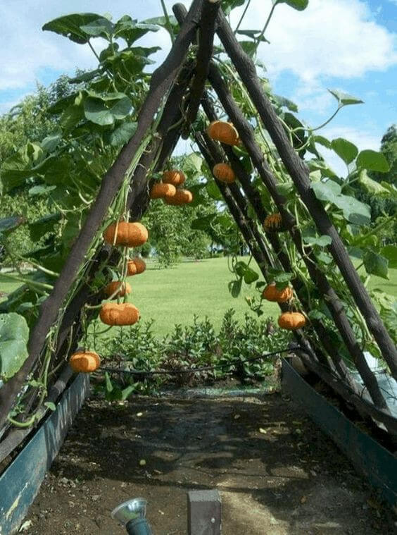 Pyramid of pumpkins