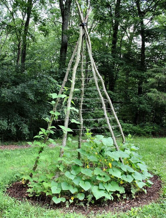 Build a garden teepee cucumber trellis with branches