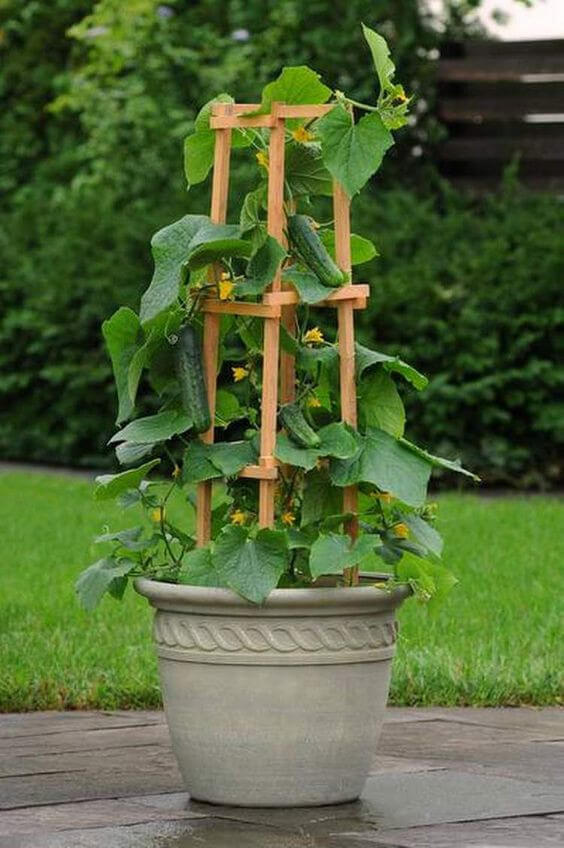 Bucket planters