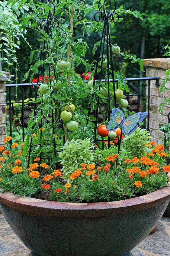 Tomatoes and flowers in pot