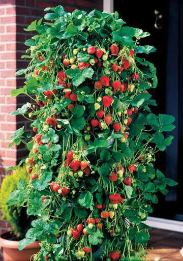  Strawberry tower