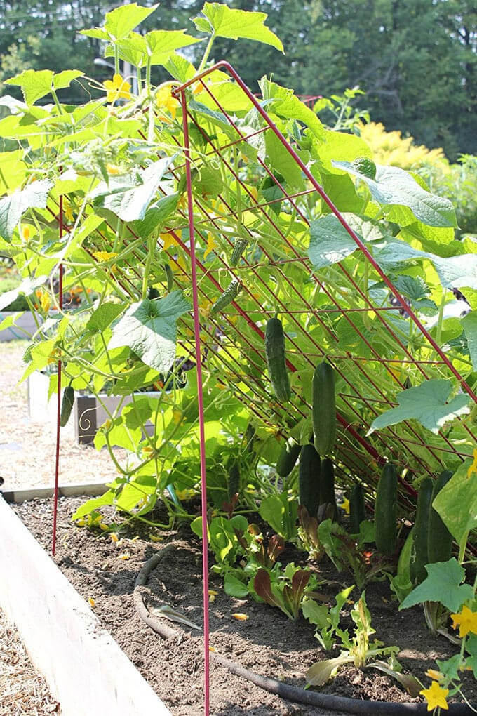  Simple cucumber trellis