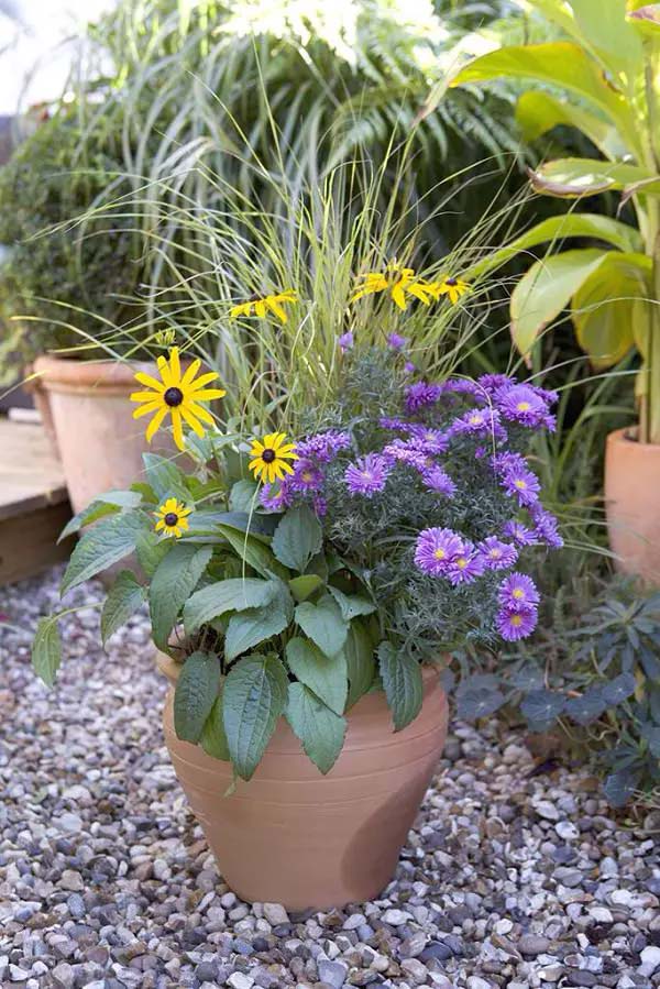 Aster to grow in container #blue flowers #gardencontainers #decorhomeideas