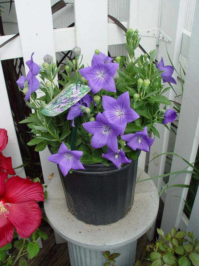 Balloon flowers to grow in container #blue flowers #gardencontainers #decorhomeideas