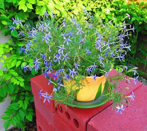 Beth's Blue Grow-In Containers #blueflowers #gardencontainers #decorhomeideas