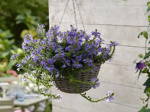 Blue fan flower for growing in containers #blue flowers #gardencontainers #decorhomeideas