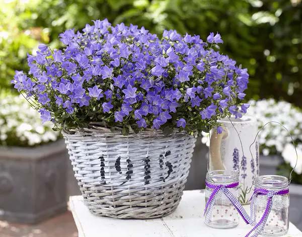 Bluebells to grow in container #blue flowers #gardencontainers #decorhomeideas