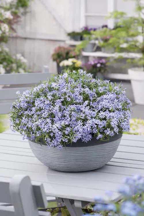 Blue phlox to grow in container #blue flowers #gardencontainers #decorhomeideas
