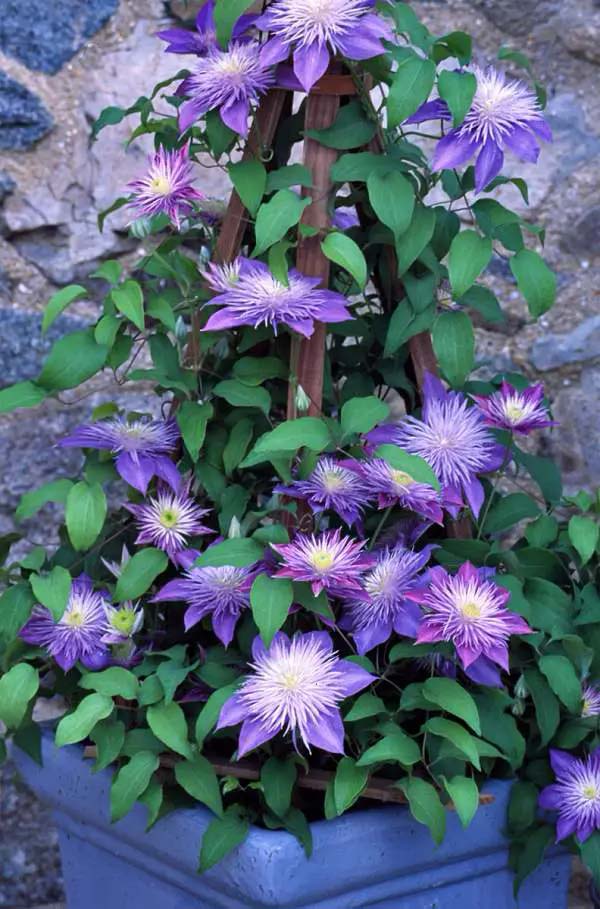 Clematis to grow in container #blue flowers #gardencontainers #decorhomeideas