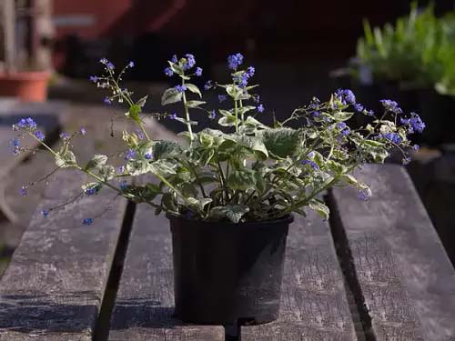 Brunnera-To-Grow-In-Containers #blueflowers #gardencontainers #decorhomeideas