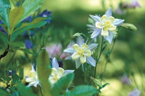 Columbine to grow in container #blue flowers #gardencontainers #decorhomeideas