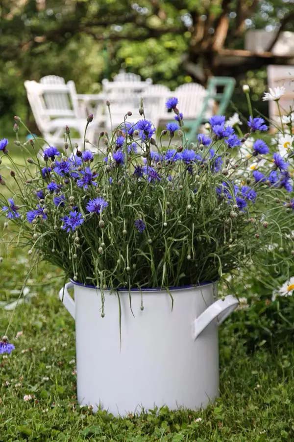 Cornflower (Bachelor's Button) for growing in container #blue flowers #gardencontainers #decorhomeideas