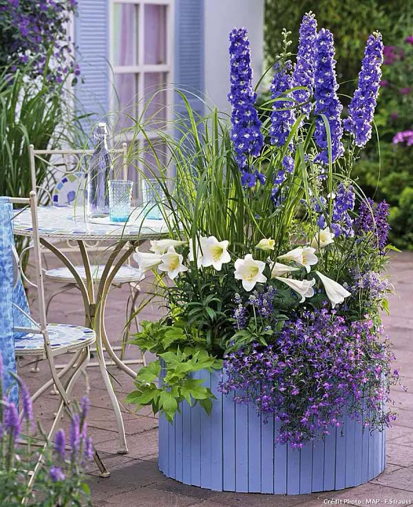 Delphinium to grow in container #blue flowers #gardencontainers #decorhomeideas