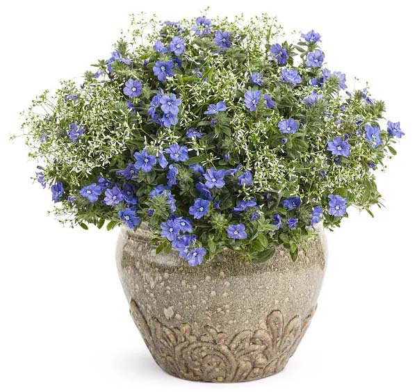 Dwarf morning glories for growing in container #blue flowers #gardencontainers #decorhomeideas