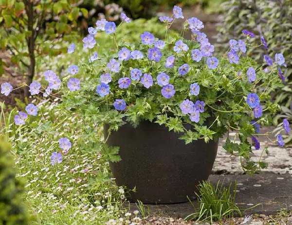 Geraniums to grow in container #blue flowers #gardencontainers #decorhomeideas