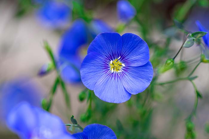 Flax flowers to grow in container #blue flowers #gardencontainers #decorhomeideas
