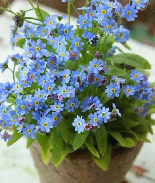 Growing forget-me-nots in containers #blueflowers #gardencontainers #decorhomeideas