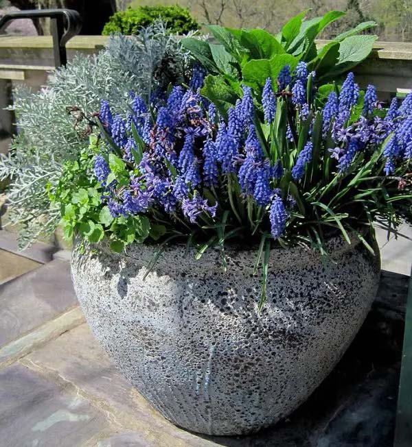 Grape hyacinths to grow in container #blue flowers #gardencontainers #decorhomeideas