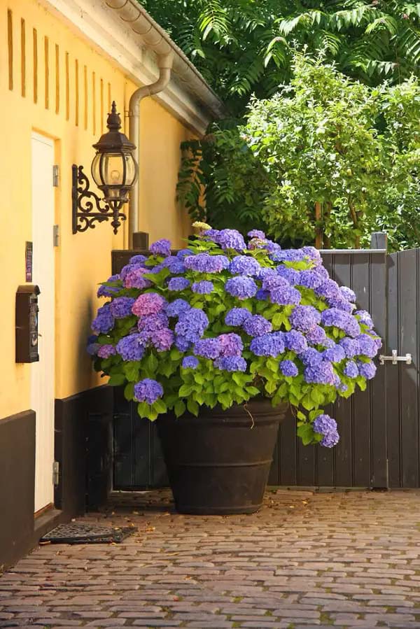 Hydrangeas to grow in container #blue flowers #gardencontainers #decorhomeideas