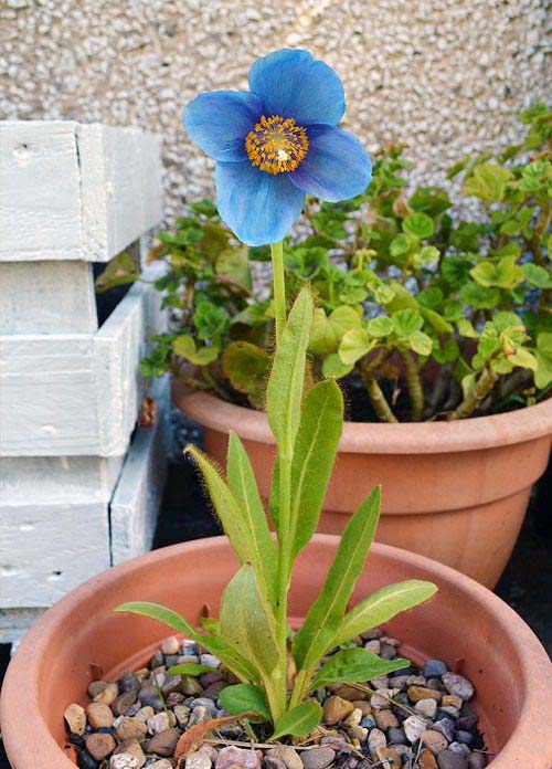 Himalayan blue poppies for growing in containers #blueflowers #gardencontainers #decorhomeideas