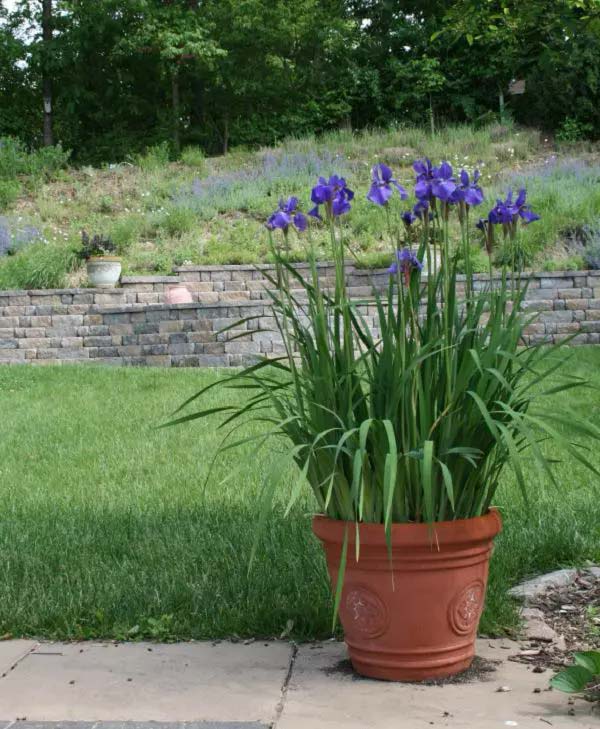 Iris to grow in container #blue flowers #gardencontainers #decorhomeideas