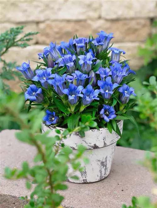 Japanese gentian for planting in container #blue flowers #gardencontainers #decorhomeideas