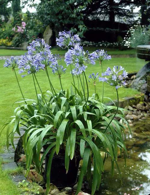 Lily of the Nile to grow in container #blue flowers #gardencontainers #decorhomeideas