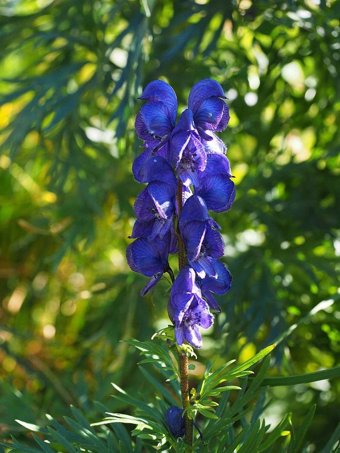 Monkshood for growing in container #blue flowers #gardencontainers #decorhomeideas