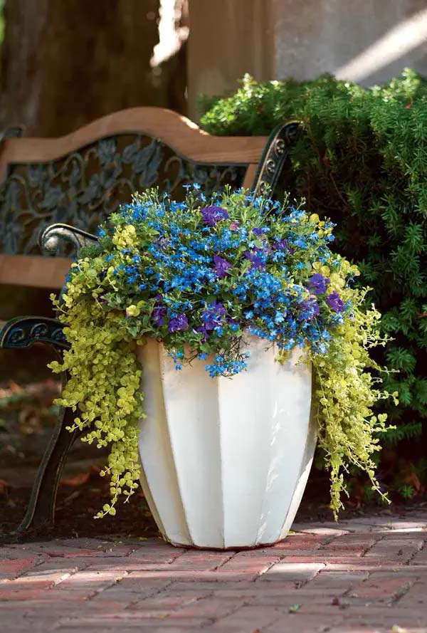 Lobelias to grow in container #blue flowers #gardencontainers #decorhomeideas