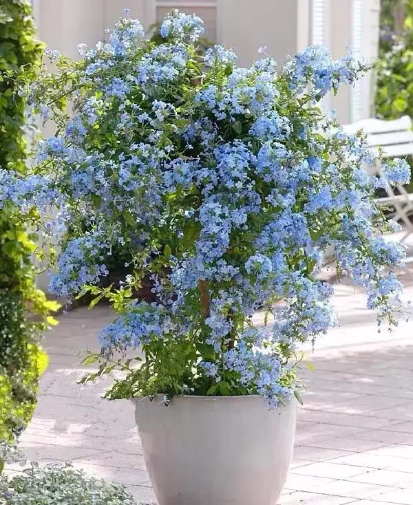 Plumbago to grow in container #blue flowers #gardencontainers #decorhomeideas