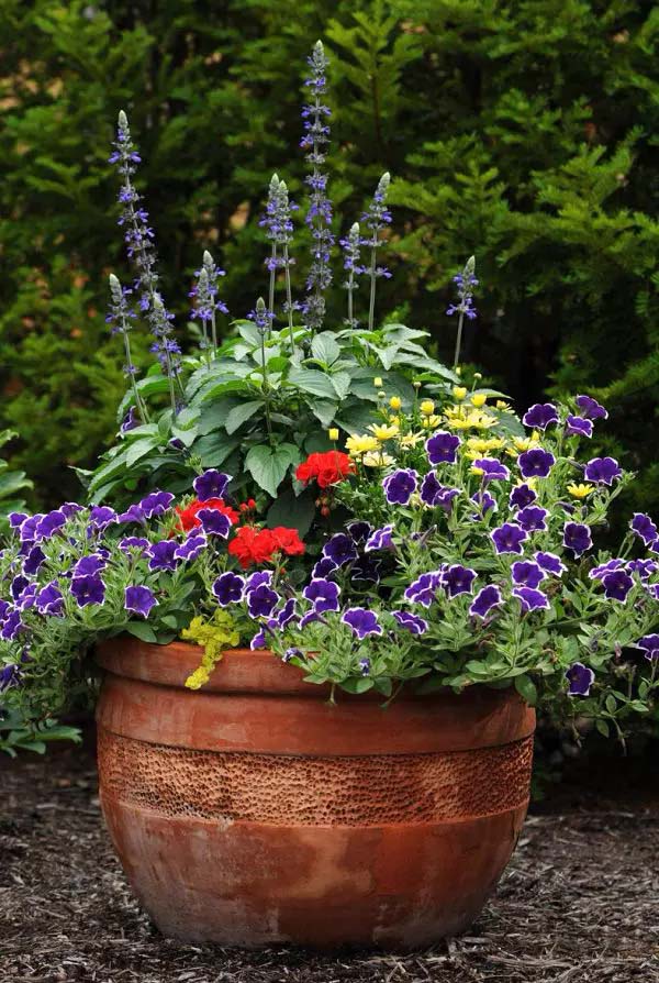 Petunias to grow in container #blue flowers #gardencontainers #decorhomeideas