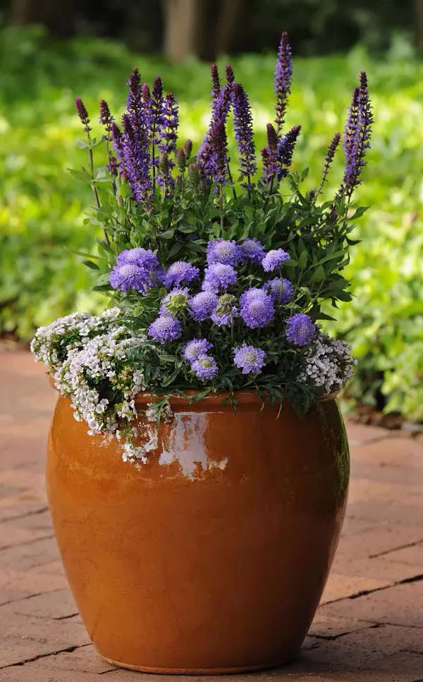 Pincushion flowers for growing in containers #blue flowers #gardencontainers #decorhomeideas