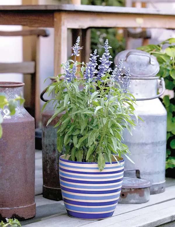 Salvia to grow in container #blue flowers #gardencontainers #decorhomeideas